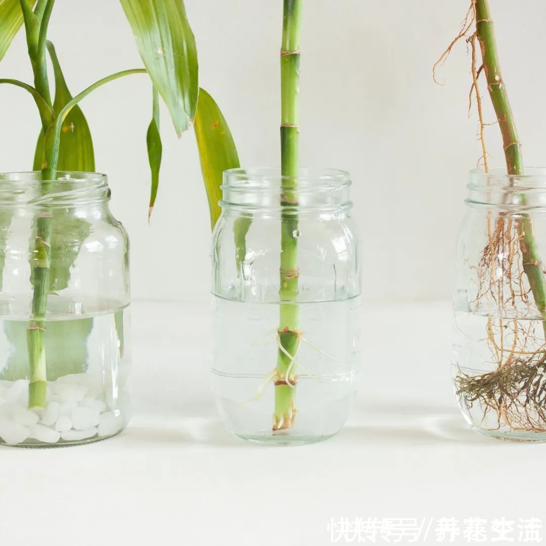 根系|适合养在办公桌上的5种盆栽小绿植,不用频繁打理