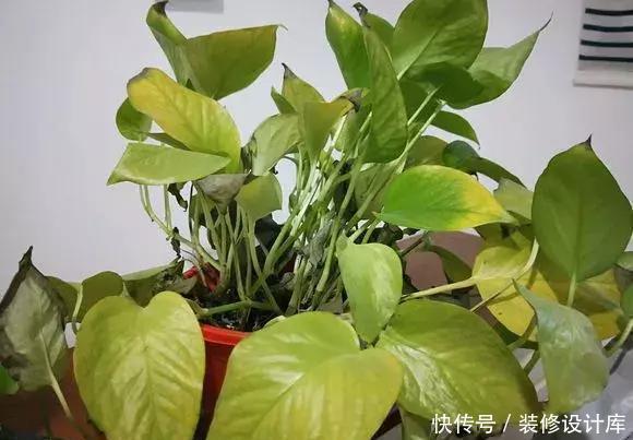 4种花,最容易被扔掉,看到别错过了,捡回家换个盆,省钱啦