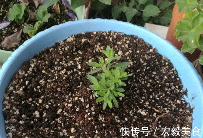 天竺葵|3种懒人扦插法,插啥都活,大白根蹭蹭冒!