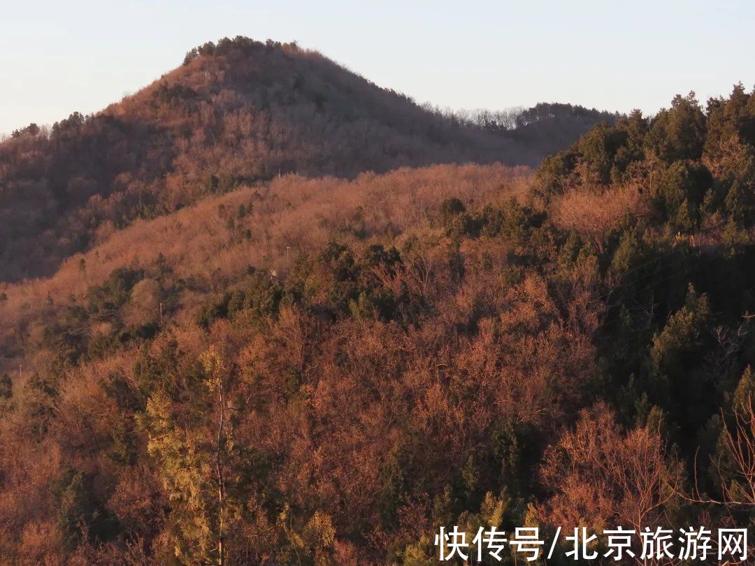 疫情|静美如诗，鸟鹊鸣啭，尽赏北京百望山冬日画卷~