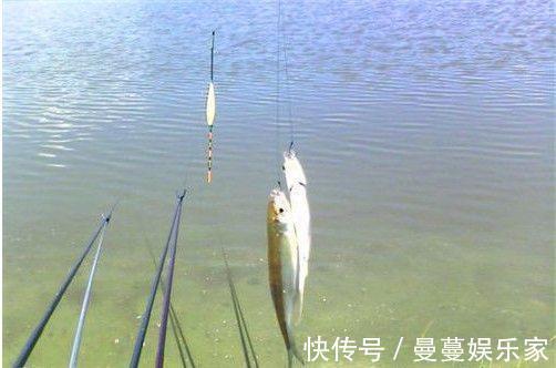 野钓遇白条你就偷着乐吧,白条背后的秘密不是每个钓鱼人都懂!