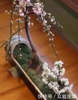 也许你不需要一个庭院就能有一个园林