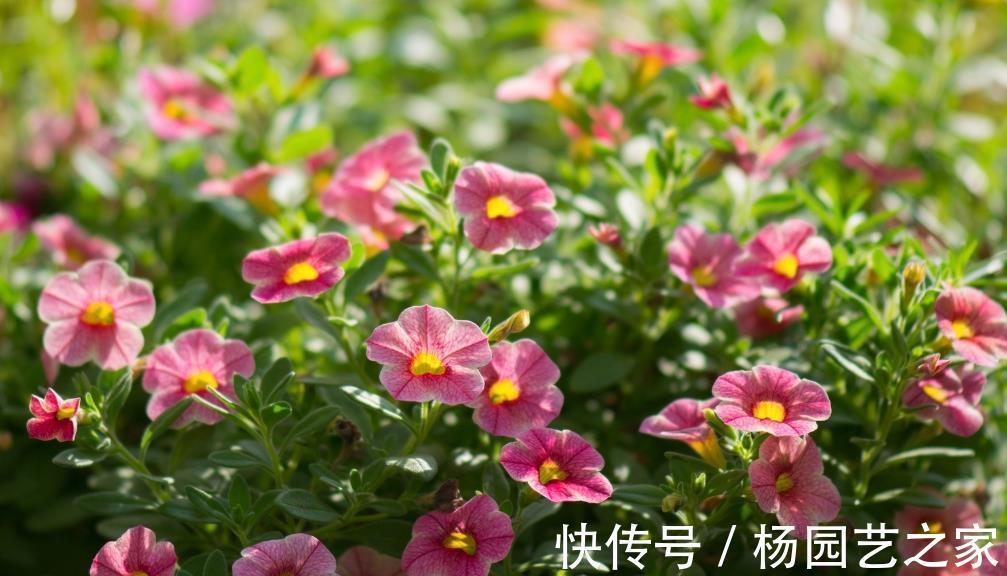 花期|6种花好养还好看，不仅名字好听，而且还能给你带来好运