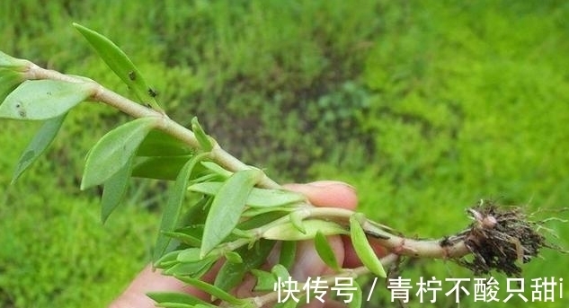 它是如此的珍贵，若长在你家路旁，赶紧移栽家中，小心被别人挖走