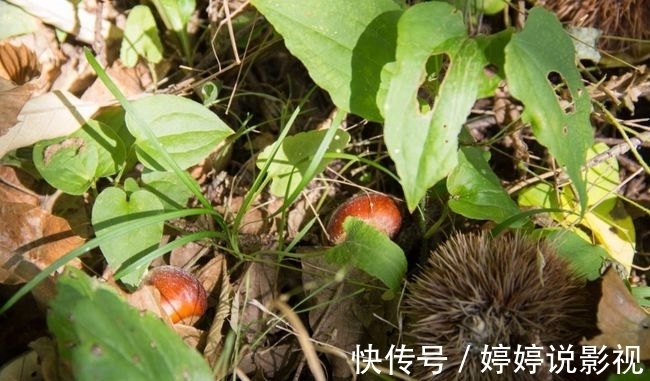 茱萸|寻访秦岭苦竹沟，灌满浆汁的烂红野果和山货挂满枝头，都无人采摘