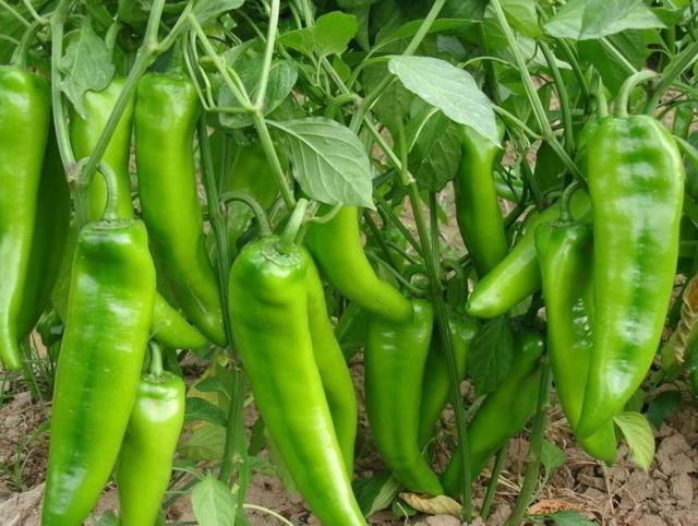 想知道青椒辣不辣，看这2个地方就行了，学会以后再也不怕买错了