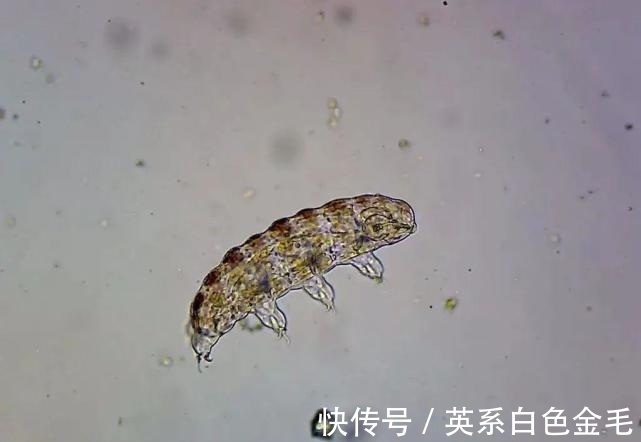 水熊蟲是 地表最強 生物 它當之有愧 中國熱點