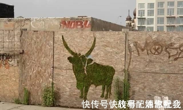 啤酒！他用酸奶、啤酒、苔藓把动物养在墙上，14天后的画面让人惊讶