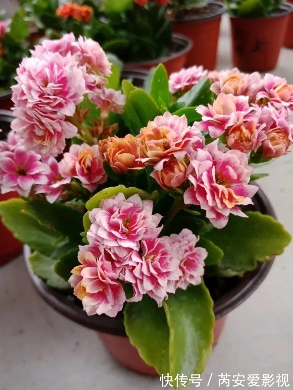 长寿花有3大忌,室内养护得避开,根系壮植株肥开花还旺