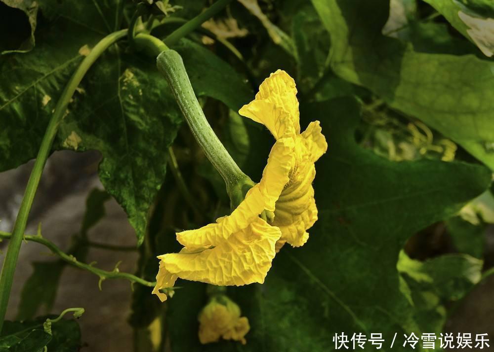 农村这种瓜夏季常吃,却少有人知道它的花很珍贵,炖汤喝清热解暑