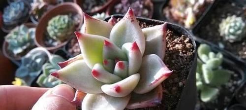 茎干|养多肉植物如何加速上色调节3方面,茎干长出好多'小莲花'