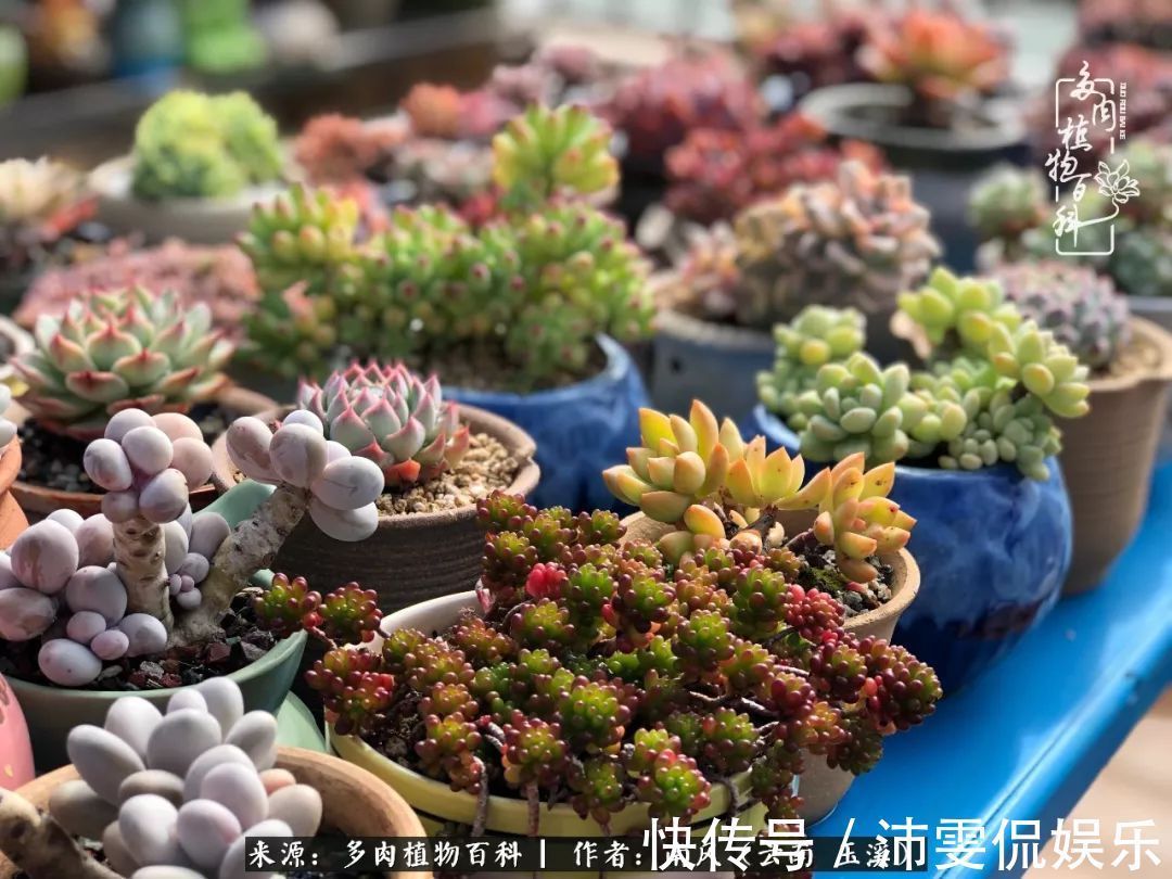 深秋里,种多肉、赏多肉、会肉友,马不停蹄快乐多!