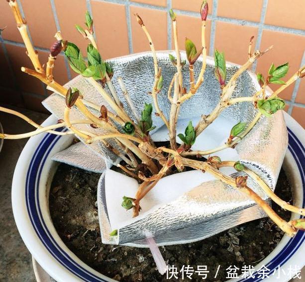翻土|绣球开花更有劲,春季翻土施肥很重要