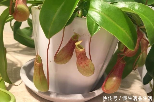 家里卫生间,就养6种花,吸潮气除异味,厕所变成“绿植园”!