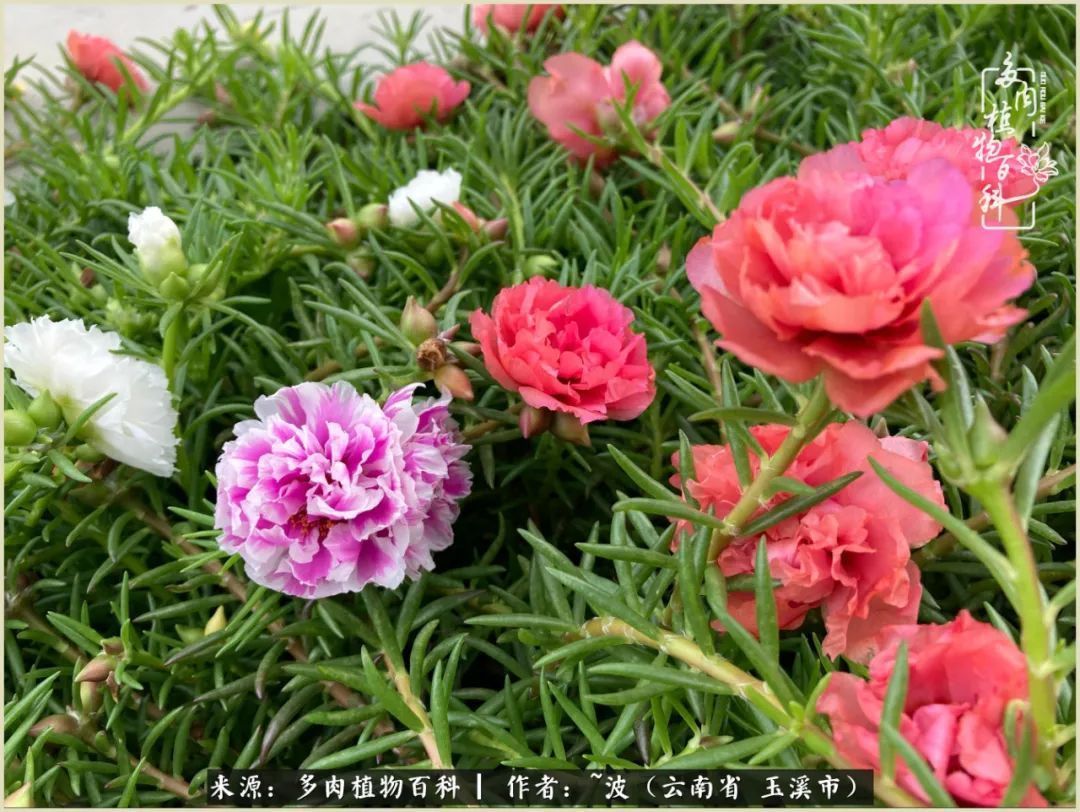 多肉|遇见即美，花事未荼蘼！种一桌子多肉，看花开花落！