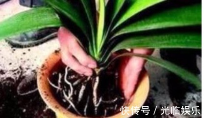 1种“天然油脂”埋盆里,君子兰爆盆了,开得盆里“挤不下”