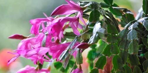 养了一两年的花都不开兑点这水一浇，花多得撑爆了盆