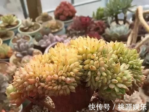 多肉没状态，三动作“虐一虐”，催出缀化感，养成老桩值上万块