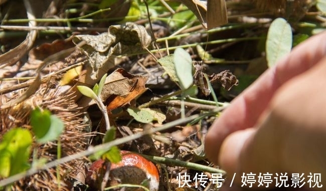 茱萸|寻访秦岭苦竹沟，灌满浆汁的烂红野果和山货挂满枝头，都无人采摘