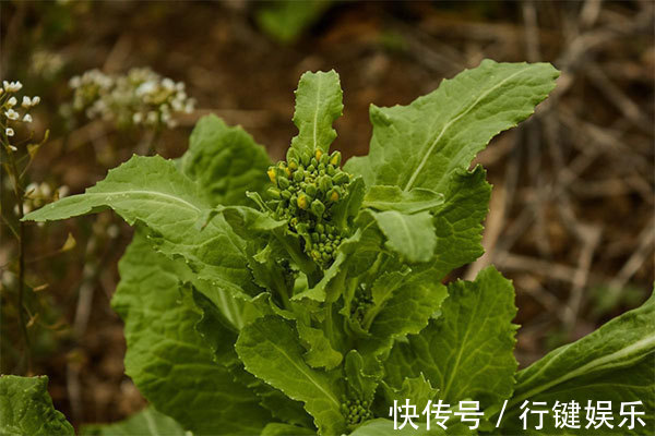 荠菜|糖尿病患者吃什么好常吃几种蔬菜，或能帮助稳定血糖