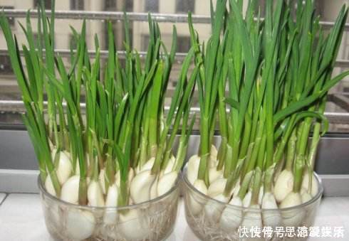 大蒜|发芽的大蒜别再扔了,有3个作用花钱都买不到,快告诉家人吧!