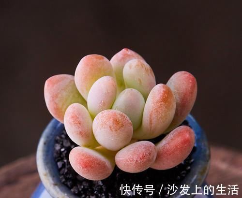 叶片|多肉中的“美人系列”,这六种是代表,养护简单颜值高,适合新手