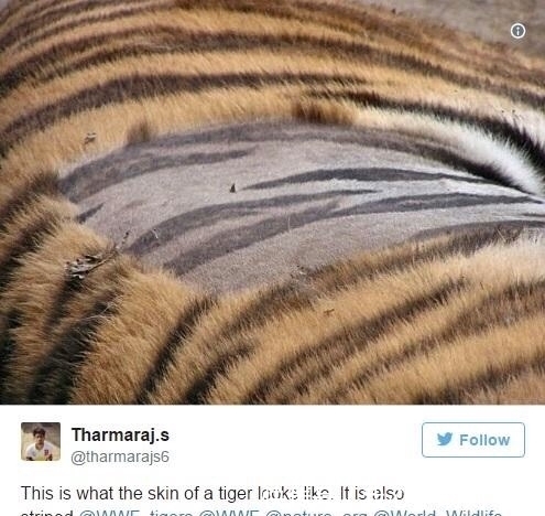 本人|9个冷知识:语文课本里的杜甫画像,其实是画家本人