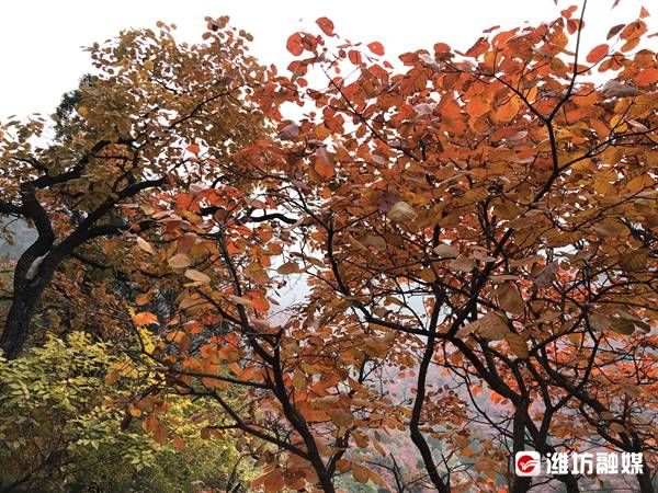 石门坊景区|夕照映红叶，不亦美哉