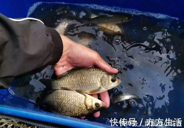 饲料|冬钓大板鲫自制窝料配方,成本低效果不错,制作特别简单