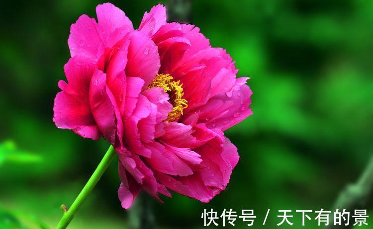 碧桃|农历7月18号起，最适合养这些花，花芽呼呼钻，烂漫迷人眼