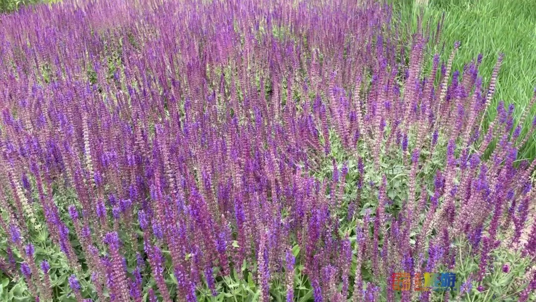 雏菊|北京亦庄超大规模雏菊花海正在盛花期，五颜六色，颜值爆表！