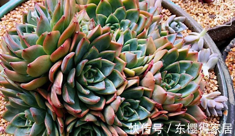 多肉|浇水是个难点,没有摸清这些要求,多肉烂根黄叶、没精神