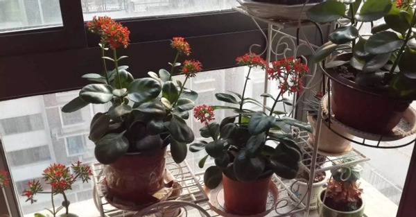 养太阳花、长寿花、石竹,春天把握住“细节”,开花才漂亮