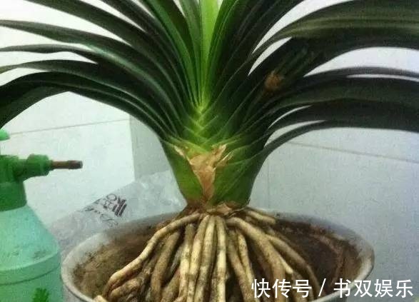 君子兰不长叶、不开花9月开始，浇水摻点“小颗粒”，入冬开花