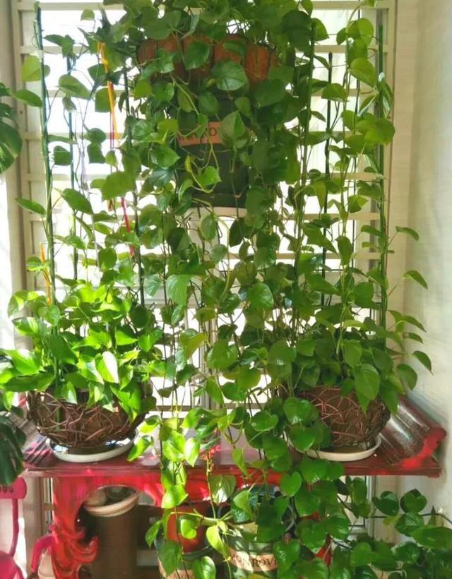 施肥|夏天养绿萝,满足3个“小需求”,40天长到2米长,能做窗帘了