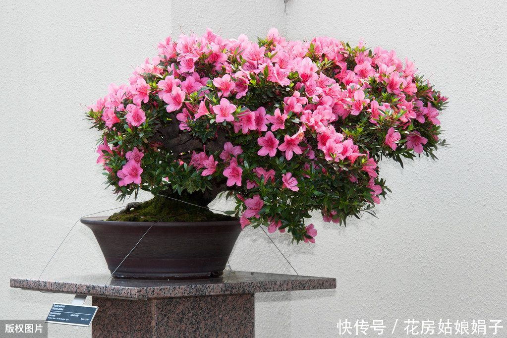 遮盖物|60后盆景大师的忠告，不能进的10个误区，踩中1个，白干1年