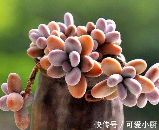 多肉养来养去总长不大,是这里出问题,肉友请来看这里