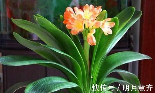 鸡蛋壳|这2样东西,丢了是垃圾,养花却是宝贝,家家户户都有