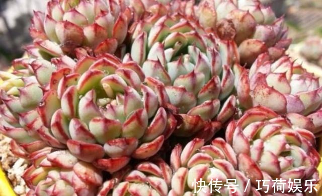 学会给多肉''喷水'',上色容易还好看,1招搞定叶子不着色的难题