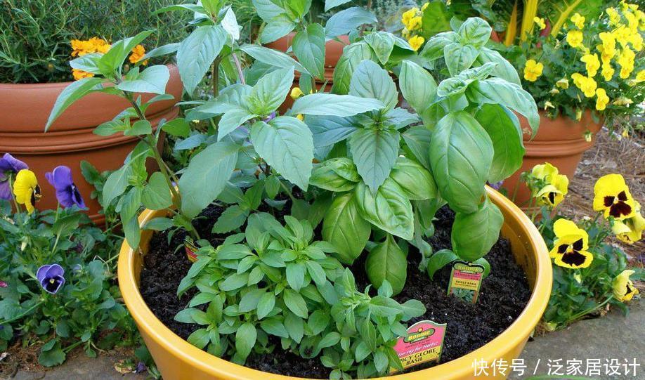 养花|家庭养花:制肥、施肥该掌握哪些小技巧?