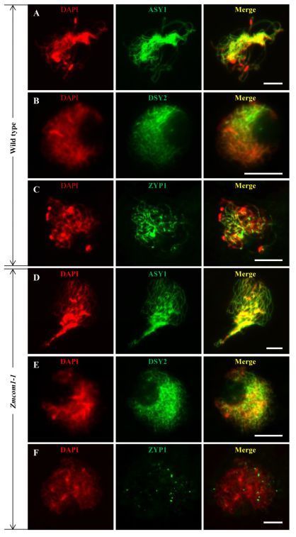 有丝分裂同源染色体变化图