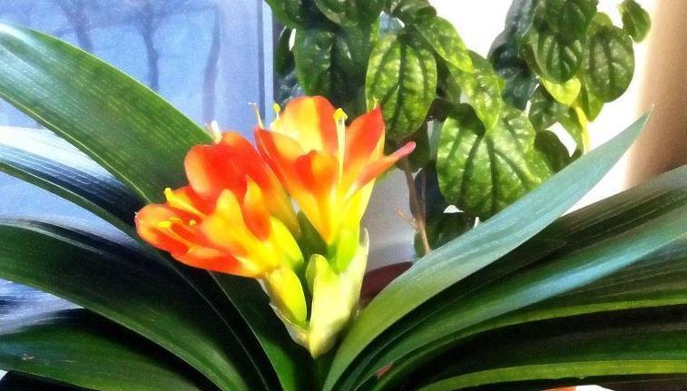 君子兰|冬季养君子兰,抓住3个技巧,开花用这2招,叶油绿花旺