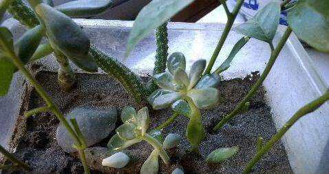 又到了扦插的季节，这十种扦插方法学起来，大大增加存活率