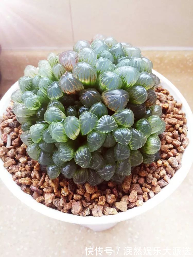 蚧壳虫|为肉痴狂!多肉植物也会用最美的容颜报答我们的勤劳付出!