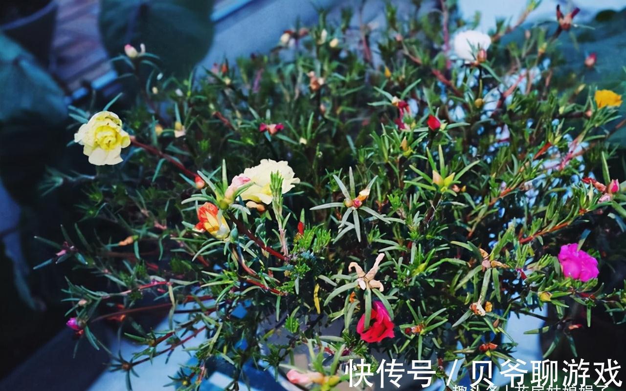 养花人都该学会的4项技能,养花方便还能省钱,轻松提升养花经验