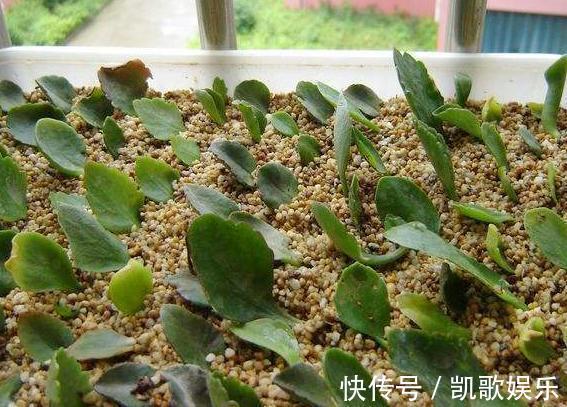 一片叶子|这些植物盆栽,只用一片叶子就可以繁殖!学起来