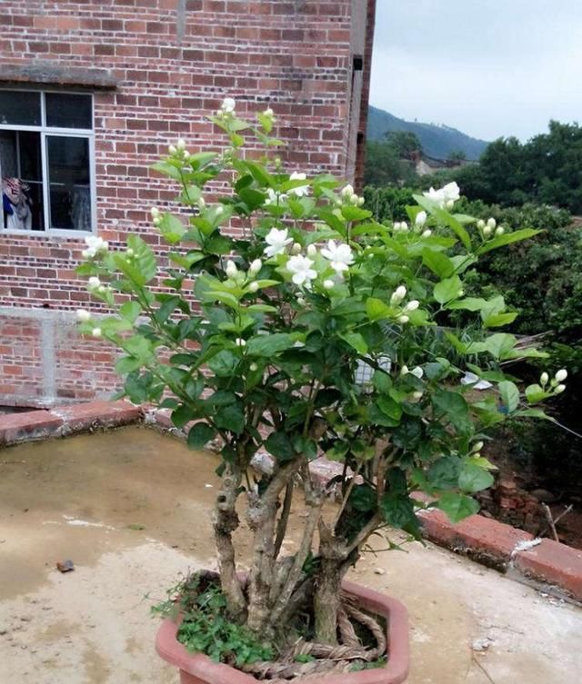  开花|这2种花养成老桩不划算，不及时修剪，花都不开了