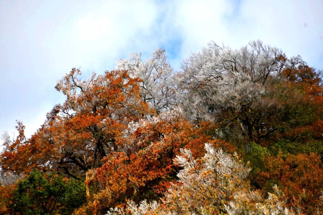 黄荆|美出新境界 四川古蔺黄荆老林立冬雪后现雾凇奇观