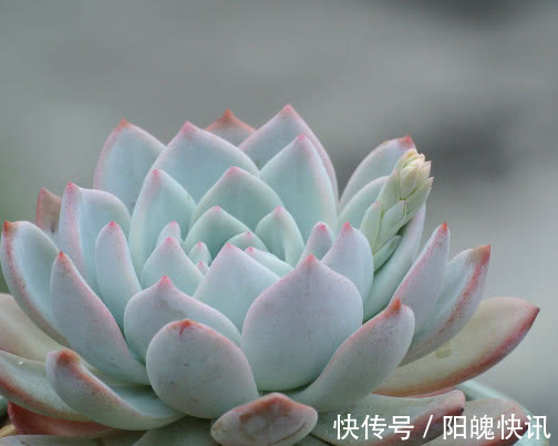 多肉芙蓉雪莲怎么养更美观教你3个小妙招，养出饱满红润的状态