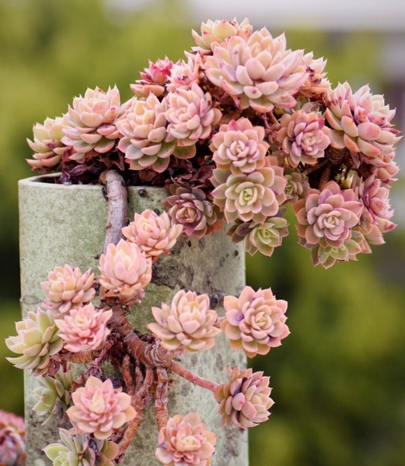 丝绸面纱可以这么美,颜色既鲜艳,又是悬挂老桩,能不羡慕吗?